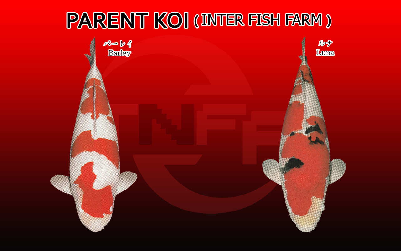 Inter Fish Farm