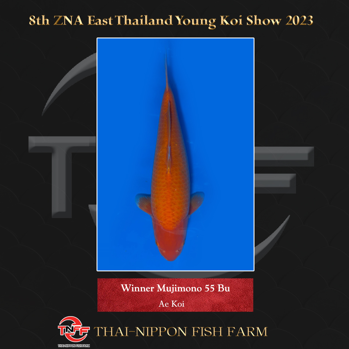 8th ZNA East Thailand Young Koi Show 2023