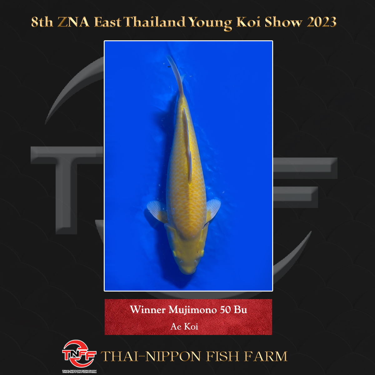 8th ZNA East Thailand Young Koi Show 2023