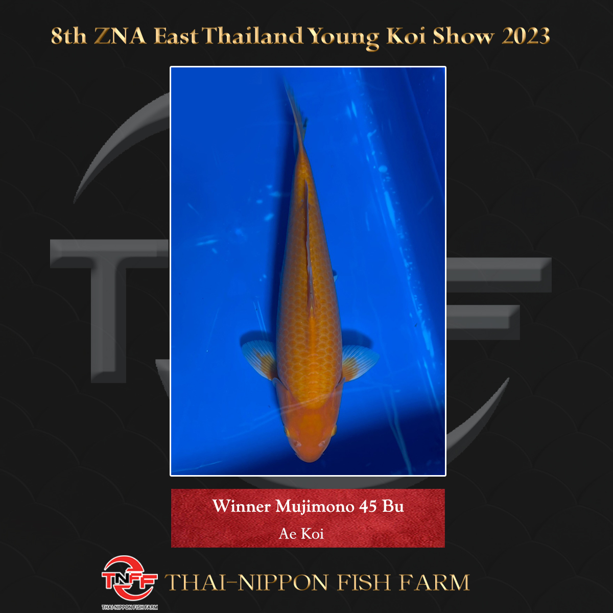 8th ZNA East Thailand Young Koi Show 2023