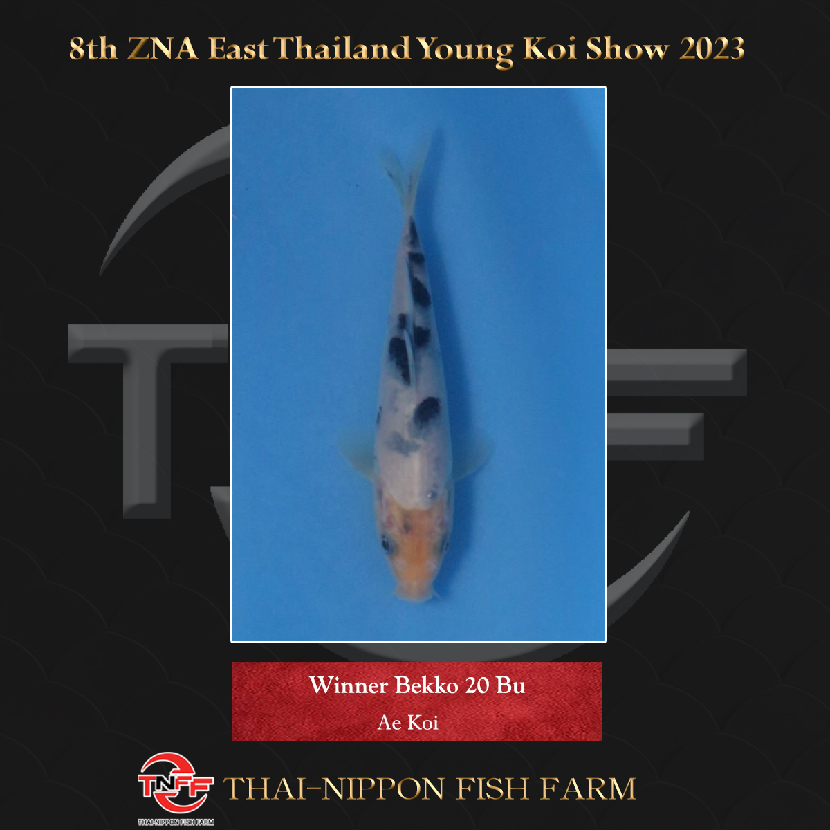 8th ZNA East Thailand Young Koi Show 2023