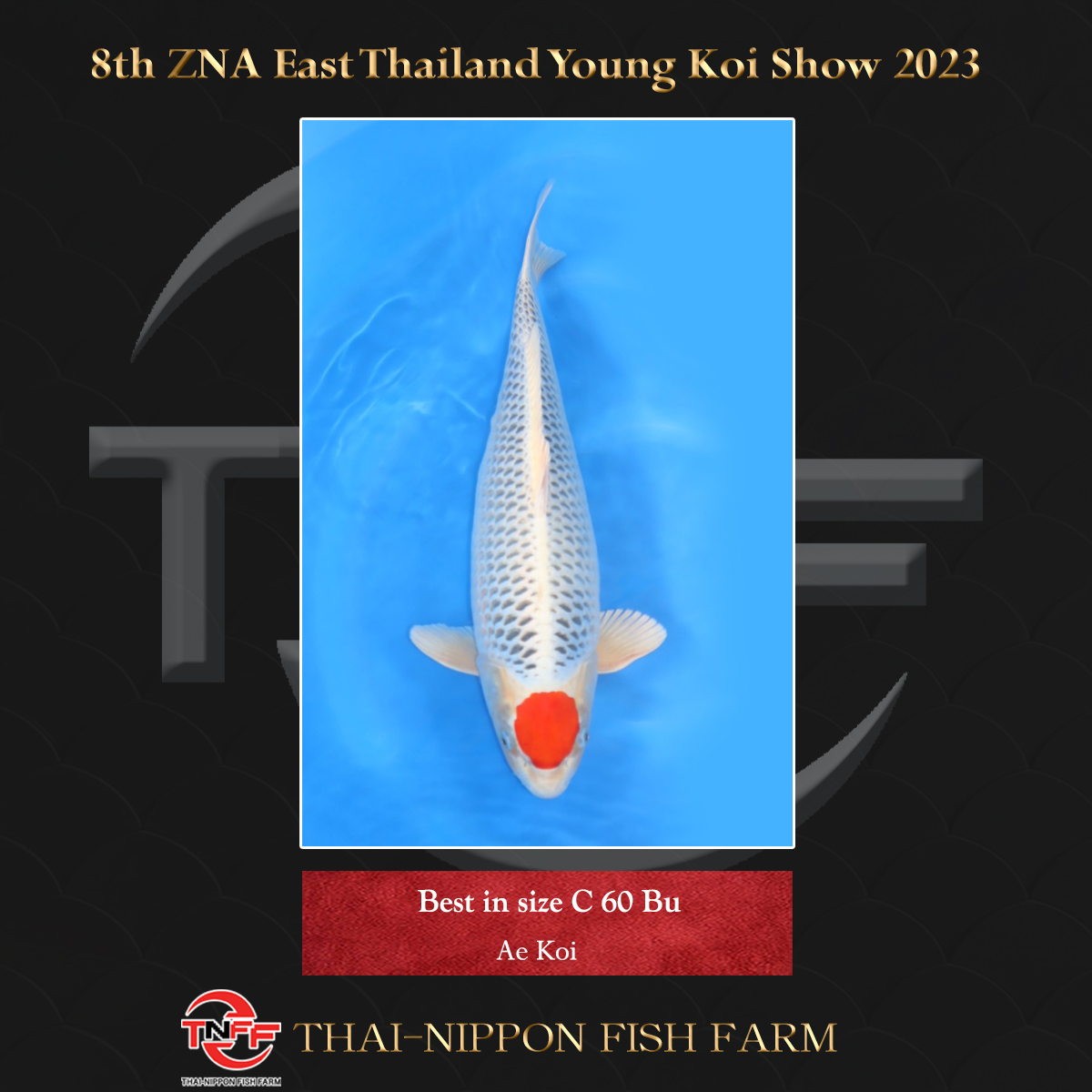 8th ZNA East Thailand Young Koi Show 2023