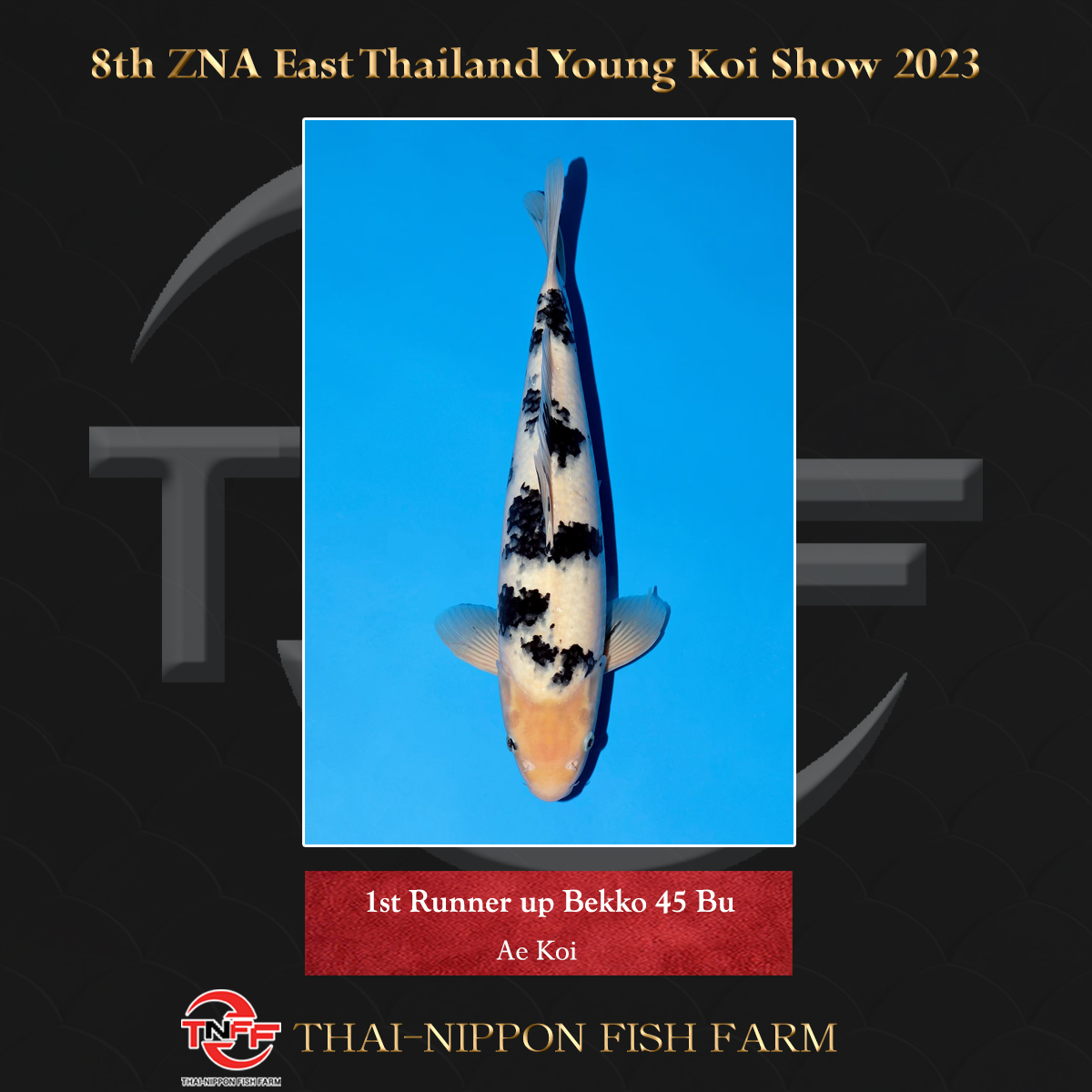 8th ZNA East Thailand Young Koi Show 2023