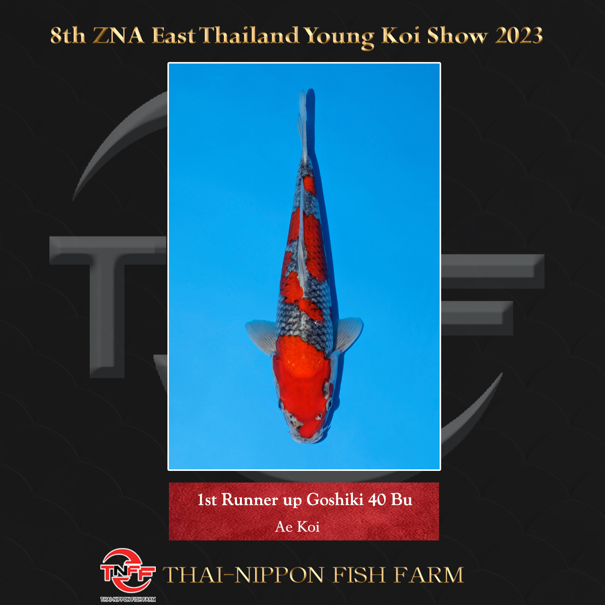 8th ZNA East Thailand Young Koi Show 2023