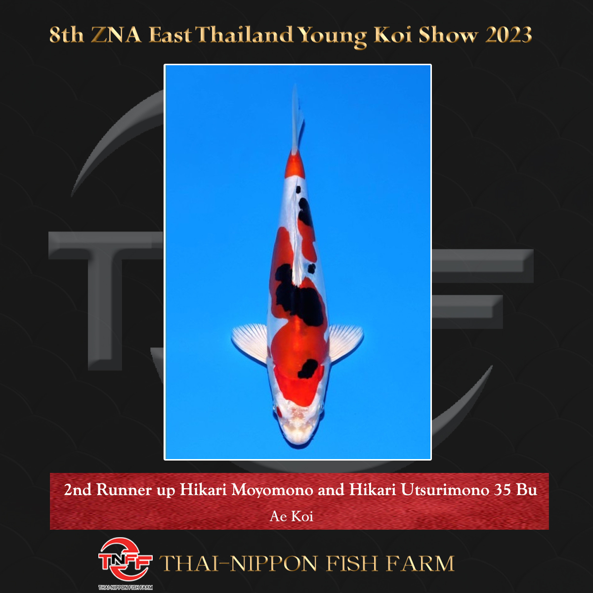 8th ZNA East Thailand Young Koi Show 2023