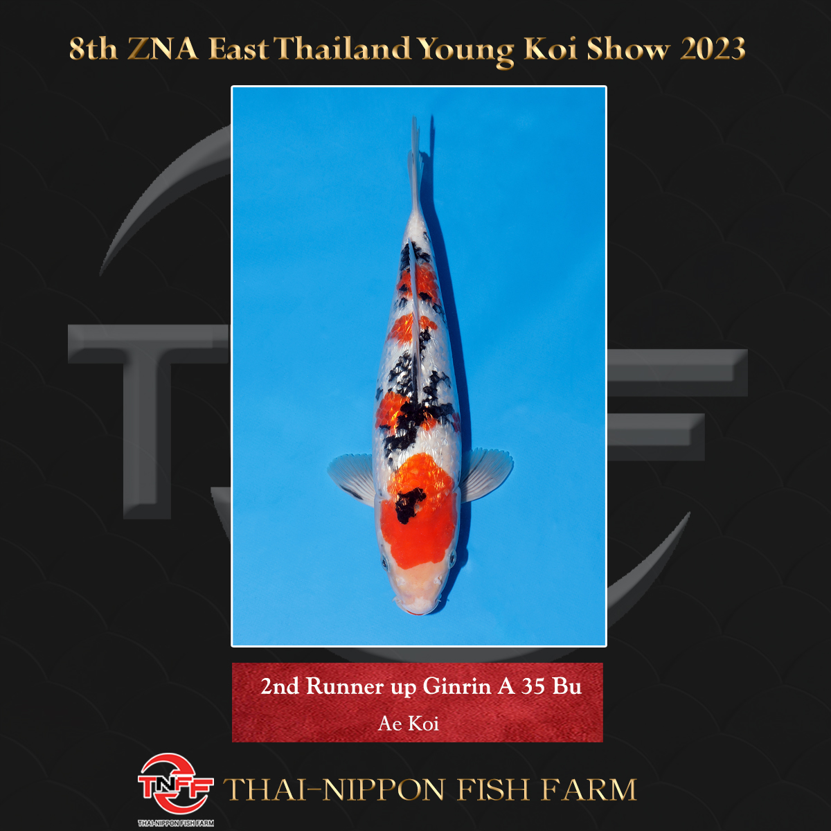 8th ZNA East Thailand Young Koi Show 2023