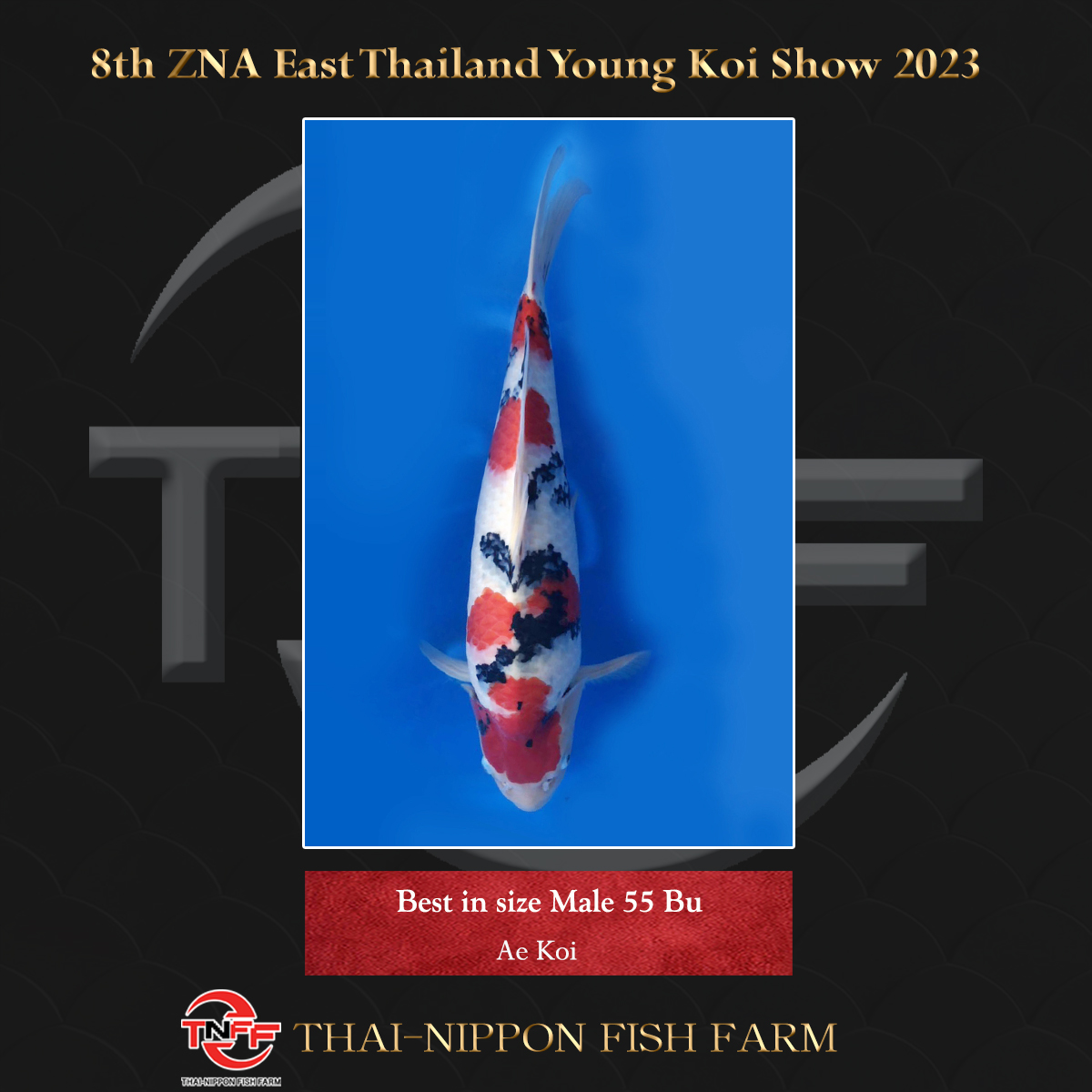 8th ZNA East Thailand Young Koi Show 2023