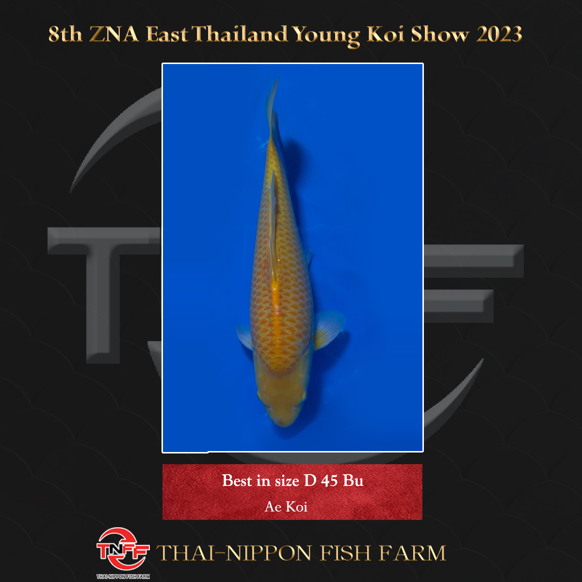 8th ZNA East Thailand Young Koi Show 2023