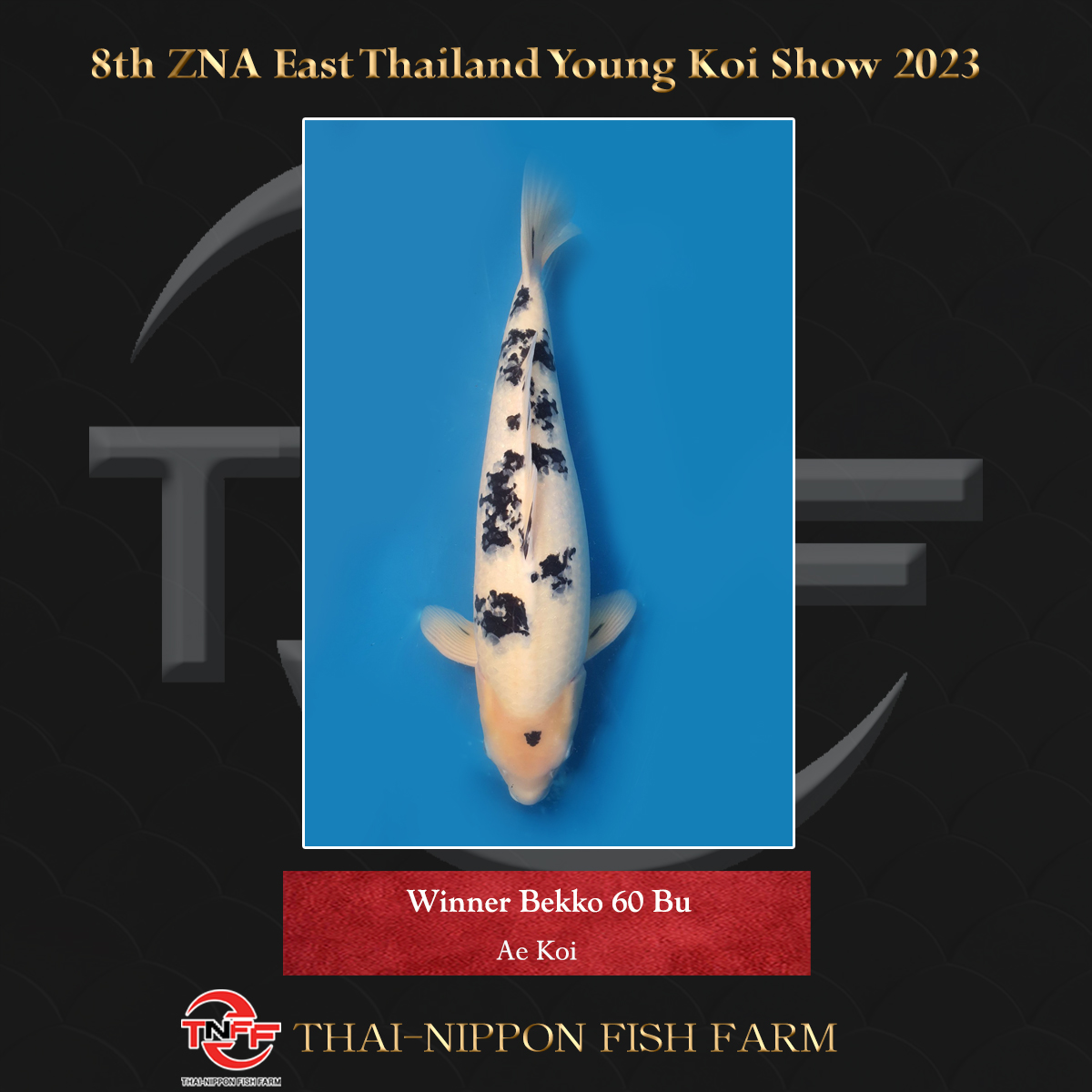 8th ZNA East Thailand Young Koi Show 2023