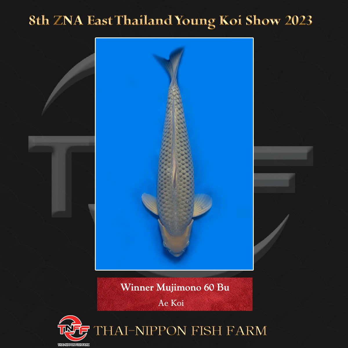 8th ZNA East Thailand Young Koi Show 2023
