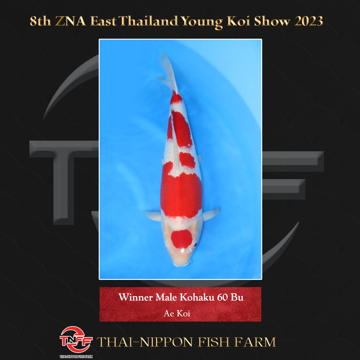 8th ZNA East Thailand Young Koi Show 2023