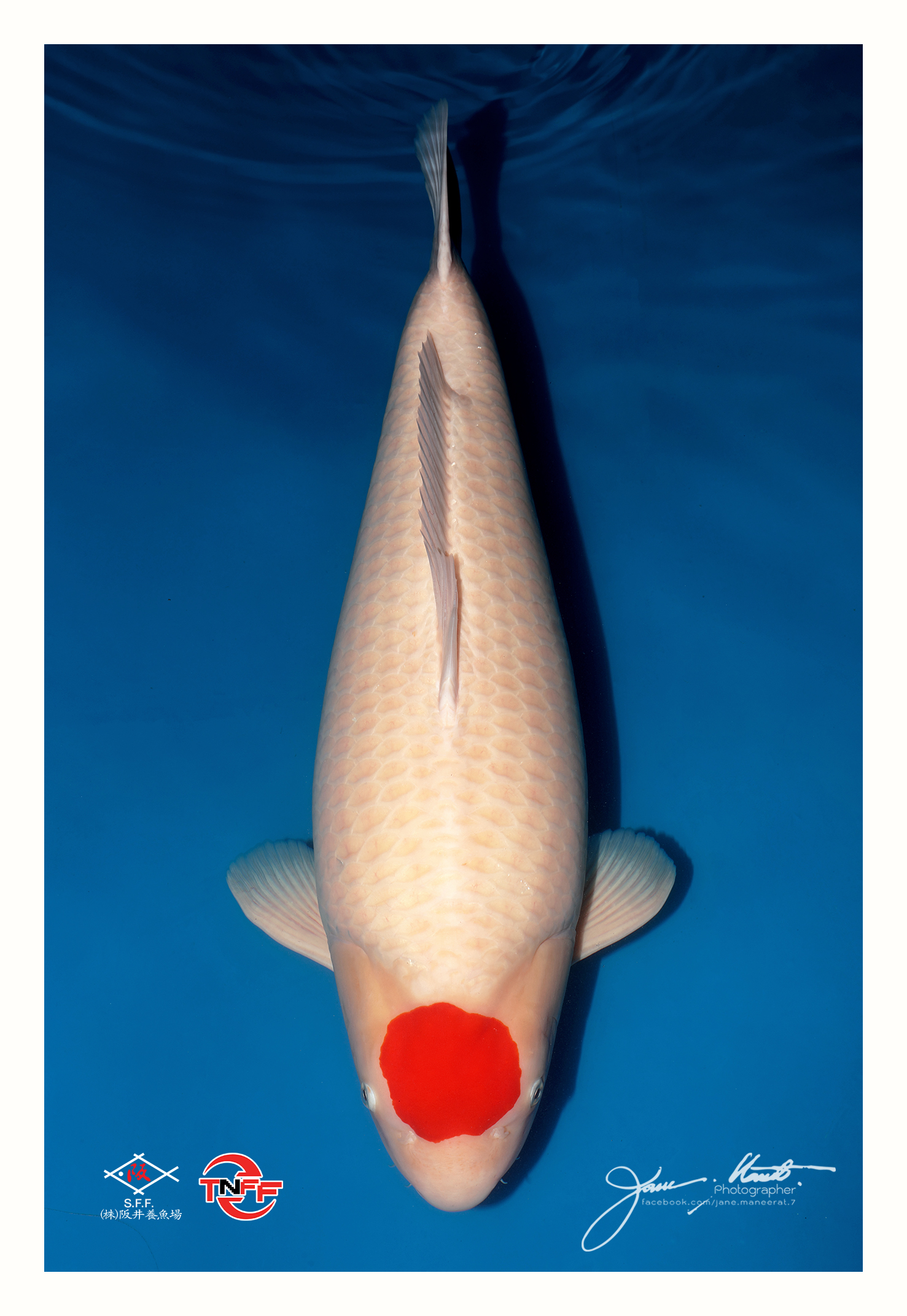 03 Non-Gosanke A edit