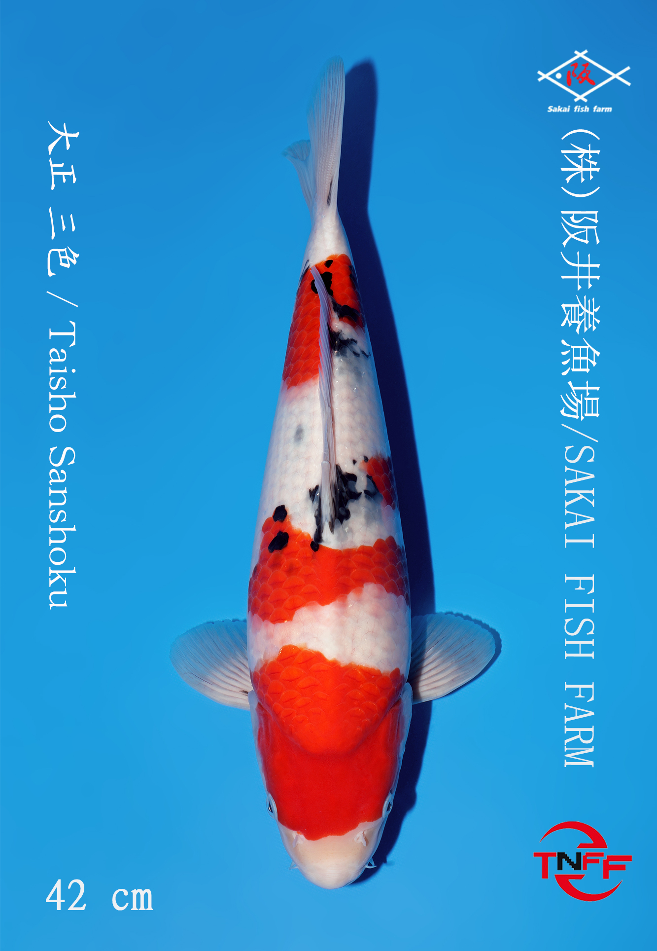 A19