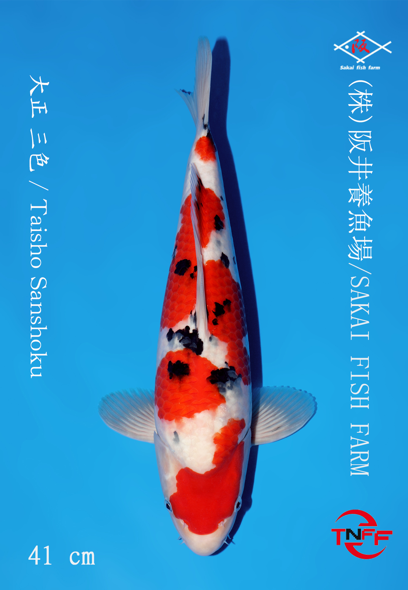 A41